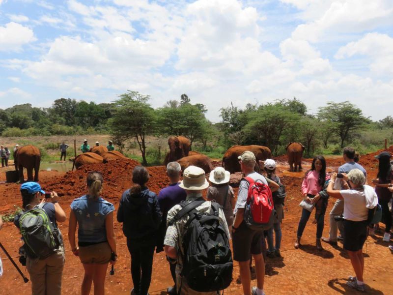 Elephant Breeding Center David Sheldrick Kenya