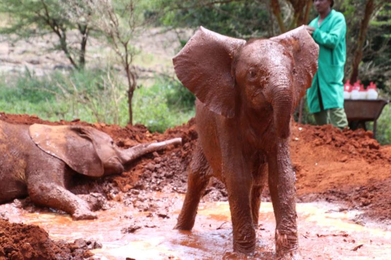 Baby elephant David Sheldrick Breeding Center Nairobi