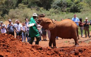 Elefantenfütterung David Sheldrick Aufzuchtstation Nairobi