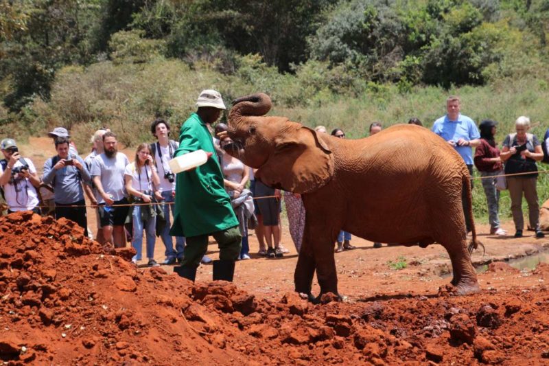 Elephant feeding David Sheldrick Breeding Station Nairobi