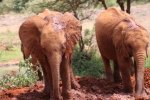 Elefanten Nairobi David Sheldrick Aufzuchtstation