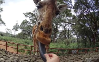 Giraffe füttern im Giraffen Center Nairobi