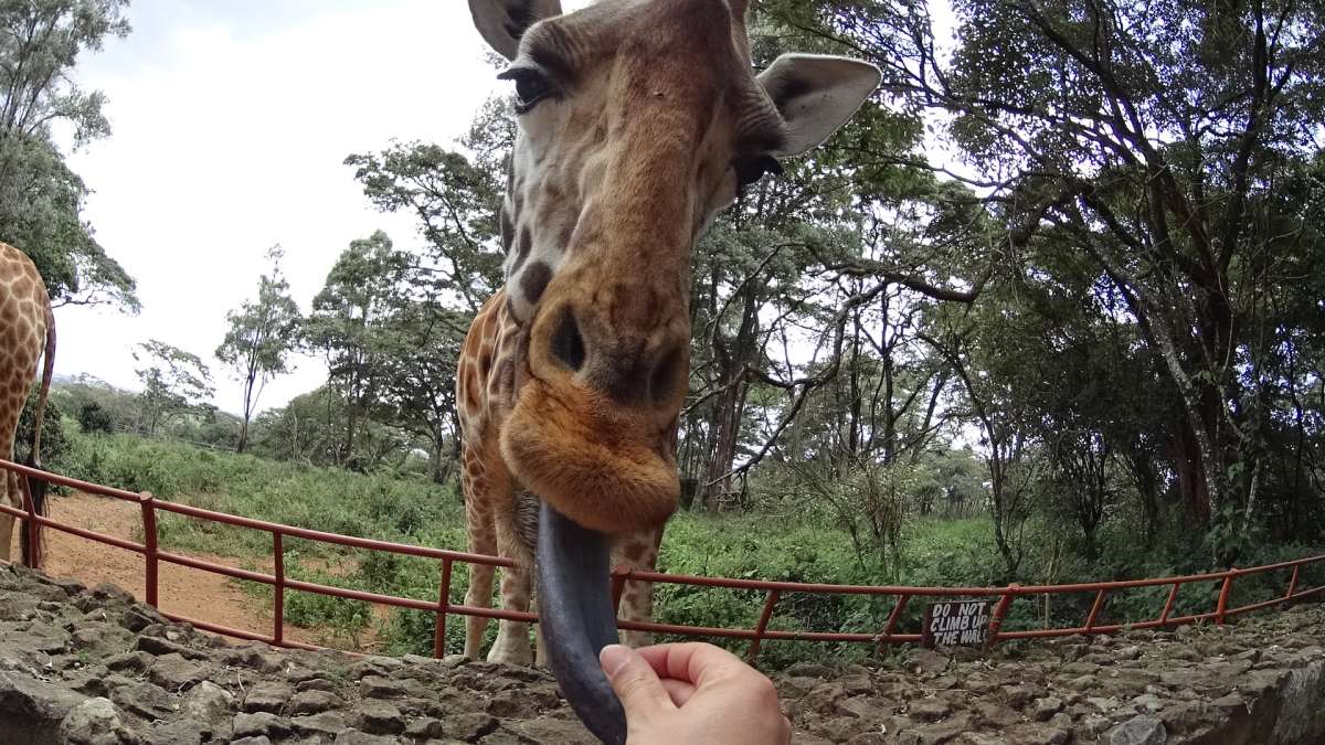 Feeding the giraffe at the Giraffe Center Nairobi