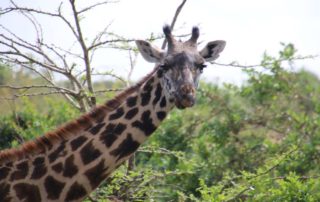 Giraffe Kenya National Park
