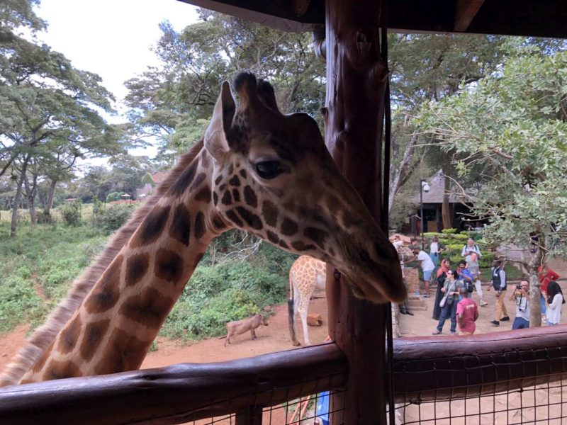 Giraffen Center Nairobi