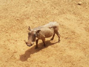 Kleines Warzenschwein in Kenia