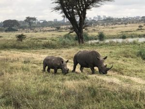 Nashörner Nairobi National Park Kenia