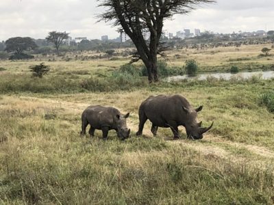 Rhinos Nairobi National Park Kenya
