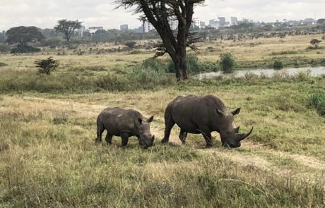 Nashörner Nairobi National Park Kenia