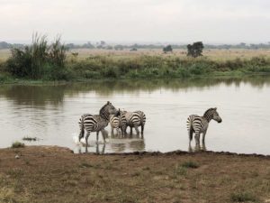 Zebras im Nairobi Nationalpark